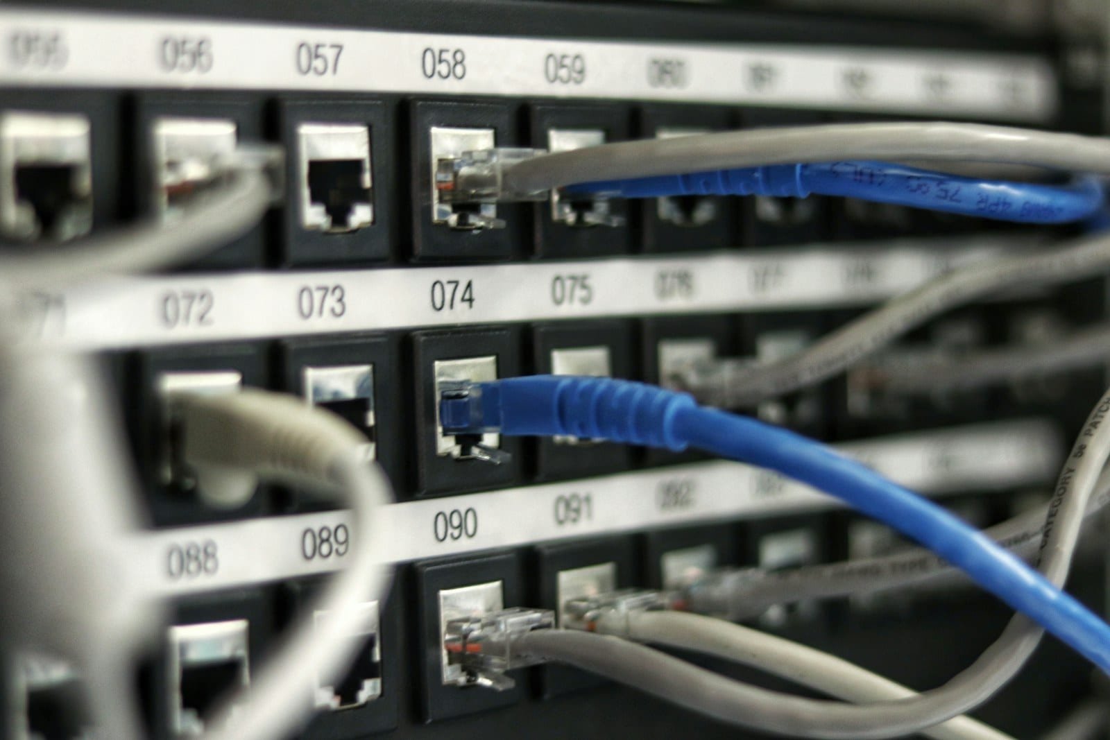 Ethernet cables plugged into a network switch